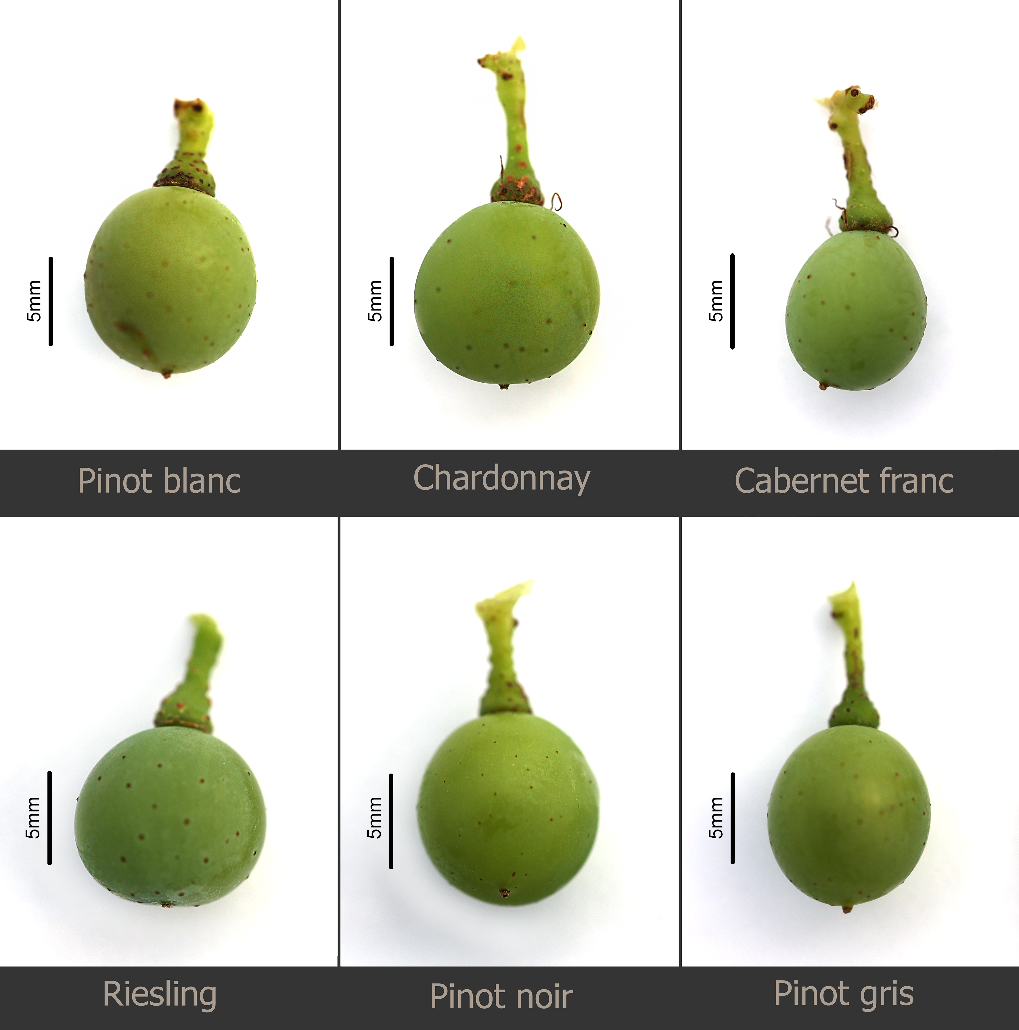 Vinifera grape berry development 